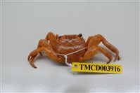 藏品(白紋方蟹)的圖片